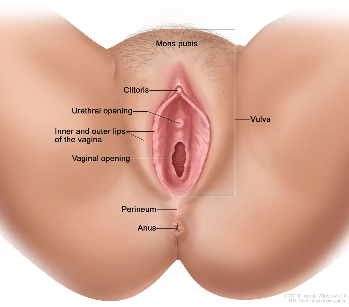 Female Genital